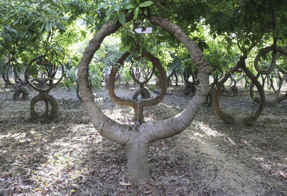 Dáng cây Vô ưu tạo thế dáng "Vạn pháp giai không." (Ảnh: Nguyễn Thành/TTXVN)