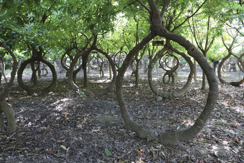 Cây Vô ưu tạo dáng “Niết bàn” thể hiện triết lý sâu xa của nhà Phật. (Ảnh: Nguyễn Thành/TTXVN)