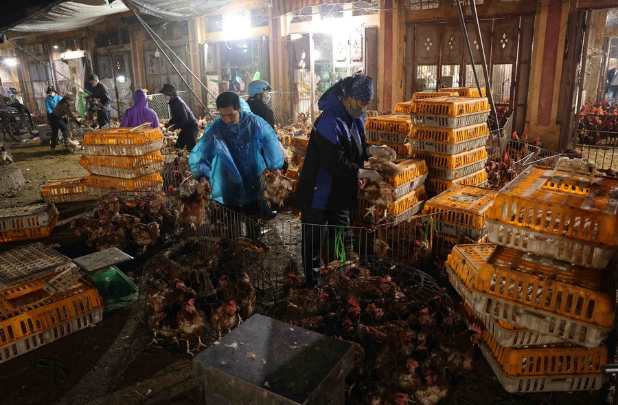 Tiểu thương chọn mua gia cầm ở chợ đầu mối Hà Vĩ (huyện Thường Tín). (Ảnh: Vũ Sinh/TTXVN)