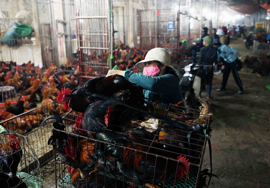 Mỗi ngày đêm, chợ đầu mối gia cầm Hà Vỹ (huyện Thường Tín) cung cấp ra thị trường khoảng 45 tấn gia cầm. (Ảnh: Vũ Sinh/TTXVN)