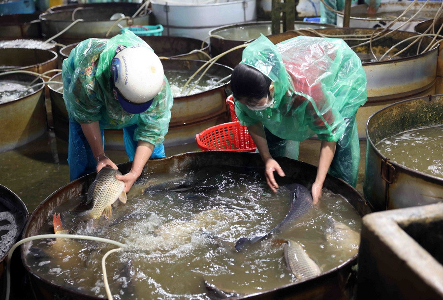 Tiểu thương chọn mua cá nước ngọt ở chợ đầu mối thuỷ sản Yên Sở (quận Hoàng Mai). (Ảnh: Vũ Sinh/TTXVN)