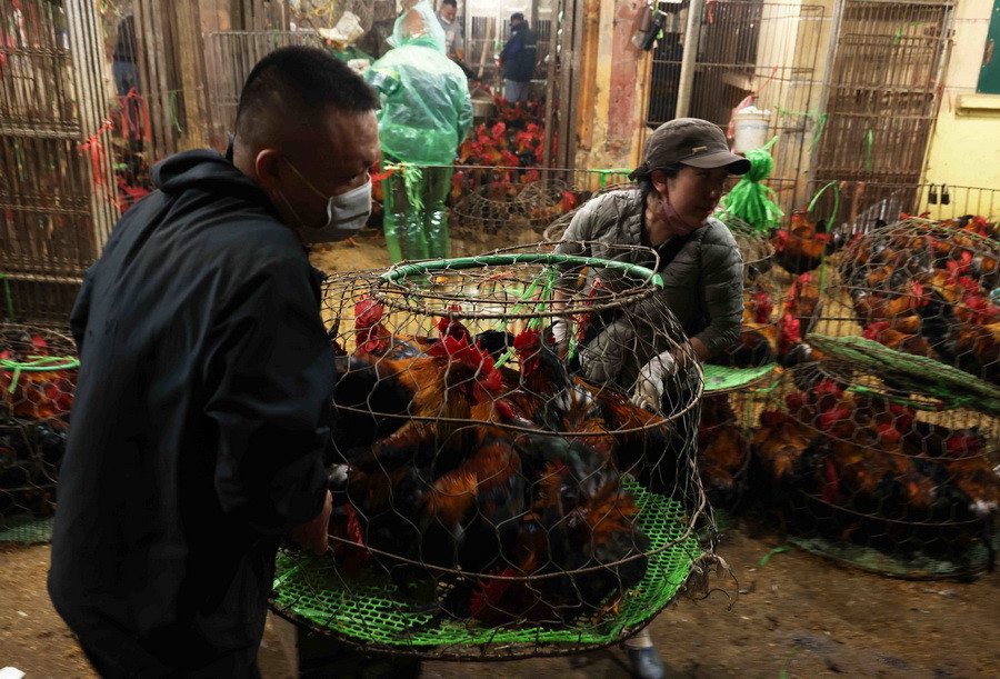 Các tiểu thương tại chợ đầu mối gia cầm Hà Vỹ (huyện Thường Tín) chuẩn bị gà cung cấp cho người dân dịp Tết. (Ảnh: Vũ Sinh/TTXVN)