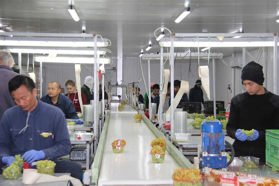 Các tu nghiệp sinh nông nghiệp Việt Nam tại Israel đóng gói nho sau khi thu hoạch tại Moshav Ein Yahav, phía Nam Israel (10/5/2019). (Ảnh: Việt Thắng/TTXVN)