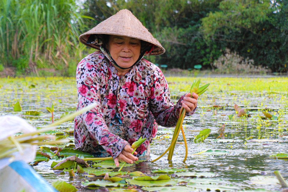 Người dân miền Tây, phần lớn là phụ nữ thường thức dậy từ sớm ra đồng hái bông súng trắng về đem ra chợ bán hoặc chế biến món ăn. (Ảnh: Nguyễn Hằng/TTXVN)