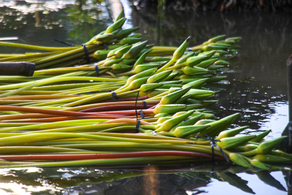 Sản vật mùa nước nổi ngoài thủy sản còn có các loại hoa, rau“nổi tiếng” của ẩm thực vùng Đồng bằng sông Cửu Long, dùng để chế biến nhiều món ngon dân dã. (Ảnh: Nguyễn Hằng/TTXVN)
