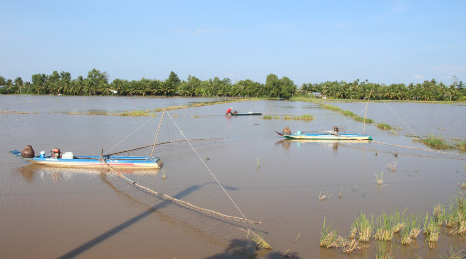 Nước lũ từ thượng nguồn đổ về mang theo phù sa và thủy sản cho các cánh đồng ở tỉnh Hậu Giang. (Ảnh: Nguyễn Hằng/TTXVN)
