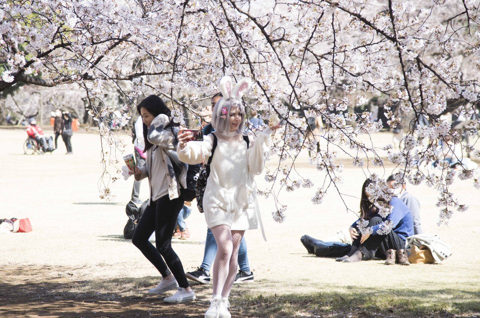 Một cô gái trong trang phục "cosplay" say sưa chụp ảnh bên những bông hoa anh đào. (Ảnh: Thành Hữu/TTXVN tại Nhật Bản)