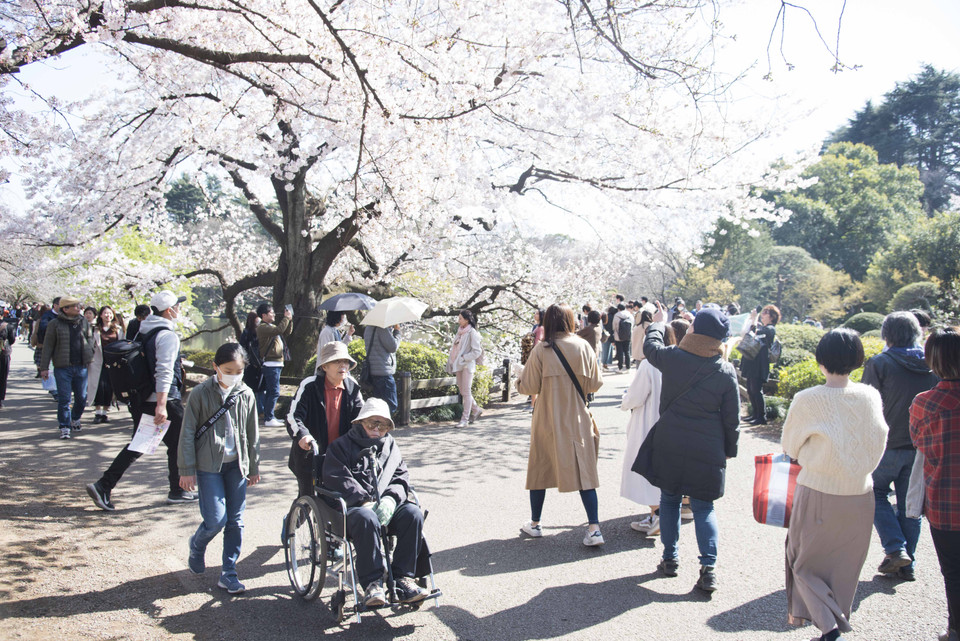 Bất chấp dịch COVID-19, hai cụ già vẫn bình thản đi dạo ngắm hoa anh đào. (Ảnh: Thành Hữu/TTXVN tại Nhật Bản)