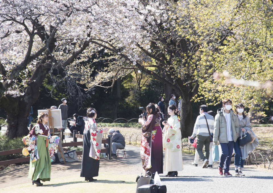 Một nhóm nhỏ các bạn trẻ mặc trang phục truyền thống Kimono của Nhật Bản chụp ảnh lưu niệm dưới những cây hoa anh đào. (Ảnh: Thành Hữu/TTXVN tại Nhật Bản)