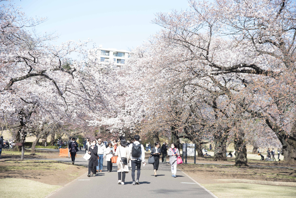 Một con đường hoa anh đào trong công viên Quốc gia Shinjuku Gyoen. (Ảnh: Thành Hữu/TTXVN tại Nhật Bản)