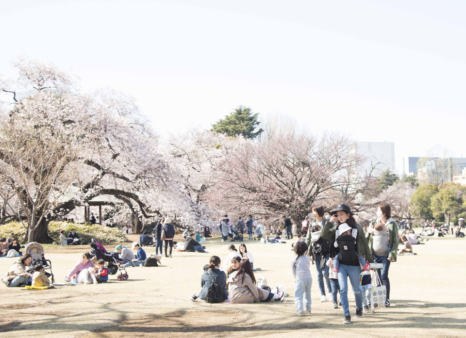 Những em bé cũng được bố, mẹ đưa đi ngắm hoa anh đào đang nở rộ. (Ảnh: Thành Hữu/TTXVN tại Nhật Bản)