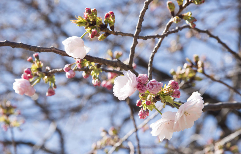Những bông hoa anh đào "kép" nở sớm hơn mọi năm vươn mình trong ánh nắng. (Ảnh: Thành Hữu/TTXVN tại Nhật Bản)