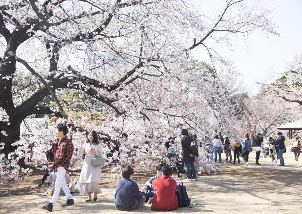 Các bạn trẻ say sưa ngắm hoa anh đào nở rộ. (Ảnh: Thành Hữu/TTXVN tại Nhật Bản)