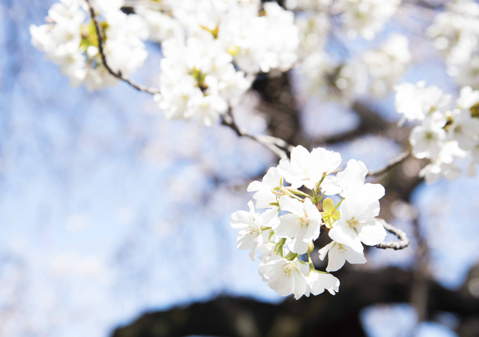 Những bông hoa anh đào trắng được trồng phổ biến tại Nhật Bản, tượng trưng cho thời thanh xuân ngắn ngủi trong cuộc đời mỗi người. (Ảnh: Thành Hữu/TTXVN tại Nhật Bản)