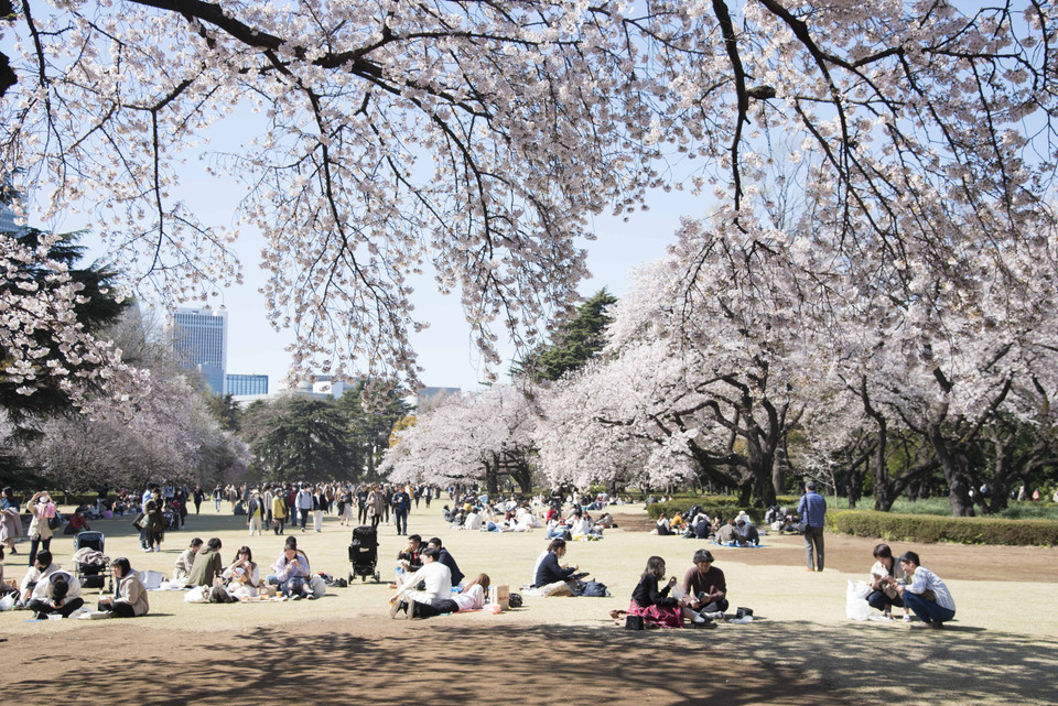 Người dân Nhật Bản tụ tập thành các nhóm nhỏ dưới những cây hoa anh đào thưởng thức không khí tuyệt vời của mùa Xuân. (Ảnh: Thành Hữu/TTXVN tại Nhật Bản)