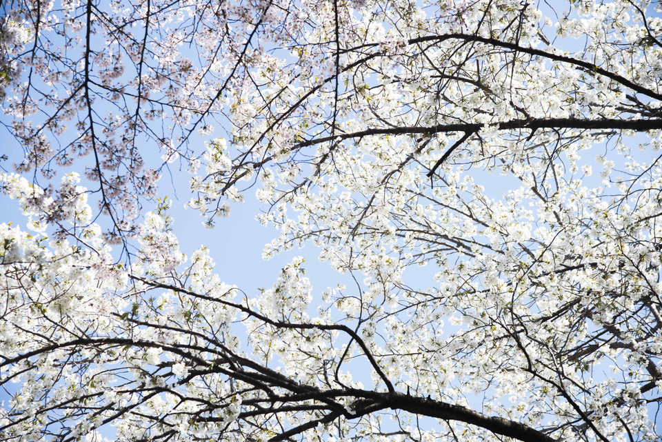 Bầu trời Xuân trong xanh được điểm tô bởi những bông hoa anh đào chuẩn bị nở rộ. (Ảnh: Thành Hữu/TTXVN tại Nhật Bản)