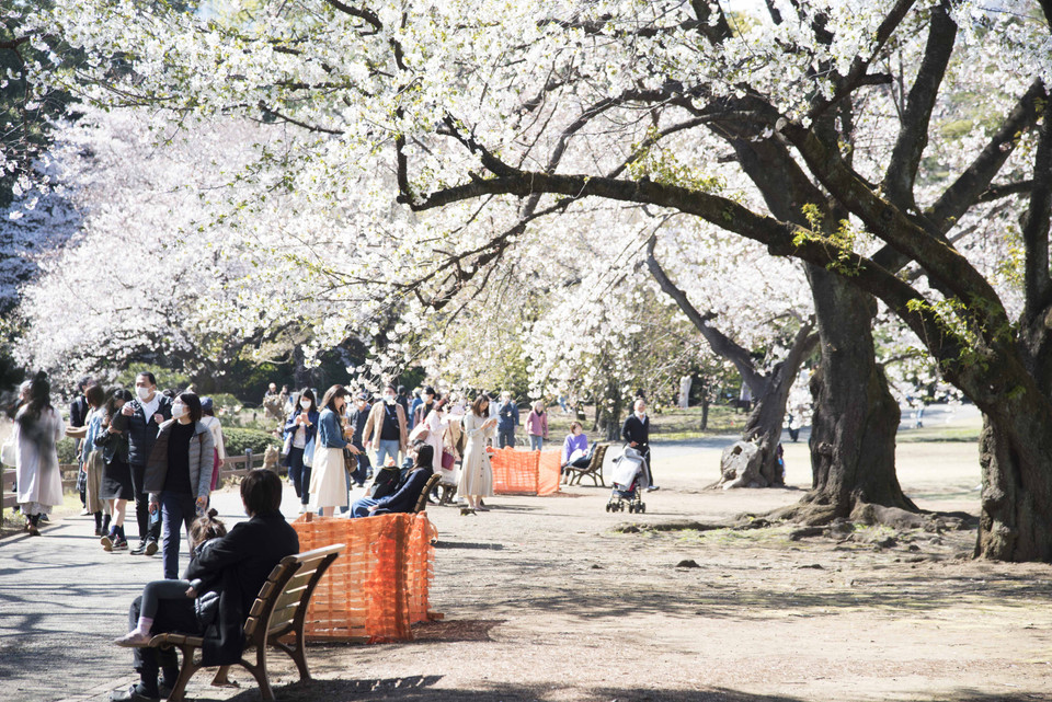 Những hàng cây hoa anh đào rợp bóng trong công viên Quốc gia Shinjuku Gyoen. (Ảnh: Thành Hữu/TTXVN tại Nhật Bản)