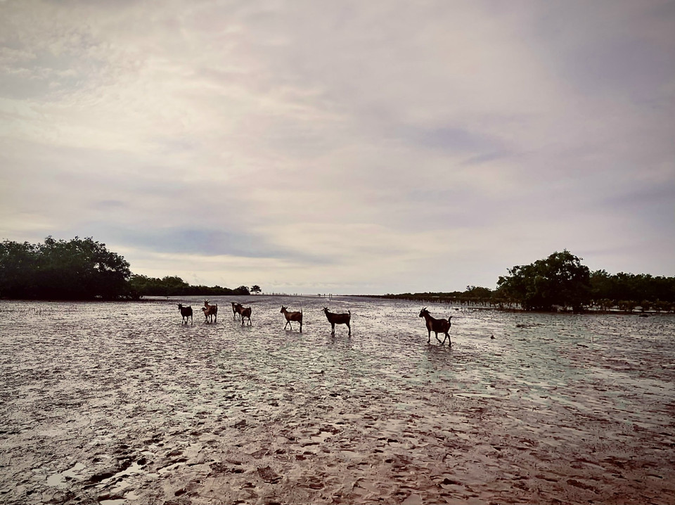 Những cánh đồng ngao, do cát có bùn nên bãi biển thích hợp với việc nuôi trồng hải sản. (Ảnh: Vũ Kim Xuân/Vietnam+)