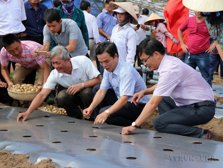Khởi động dự án trồng tỏi voi Nhật Bản tại huyện Mộ Đức (tỉnh Quảng Ngãi), sử dụng hoàn toàn bằng phân hữu cơ Hojo Yuki (Nhật Bản). (Ảnh: Sỹ Thắng/TTXVN)