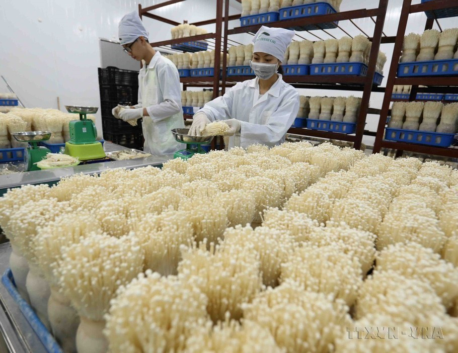 Công ty Trách nhiệm Hữu hạn Xuất nhập khẩu Kinoko Thanh Cao (huyện Mỹ Đức, Hà Nội) - doanh nghiệp đầu tiên ở miền Bắc sản xuất nấm kim châm theo công nghệ cao của Nhật Bản. (Ảnh: Vũ Sinh/TTXVN)