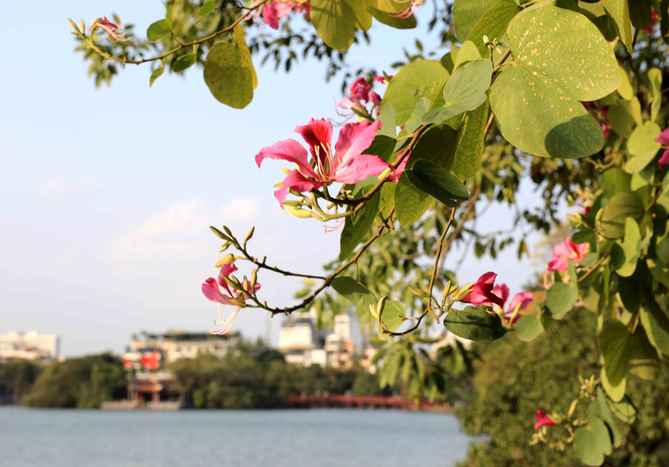 Hoa ban tím Tây Bắc nở rộ giữa thủ đô. (Ảnh: Nhật Anh/TTXVN)