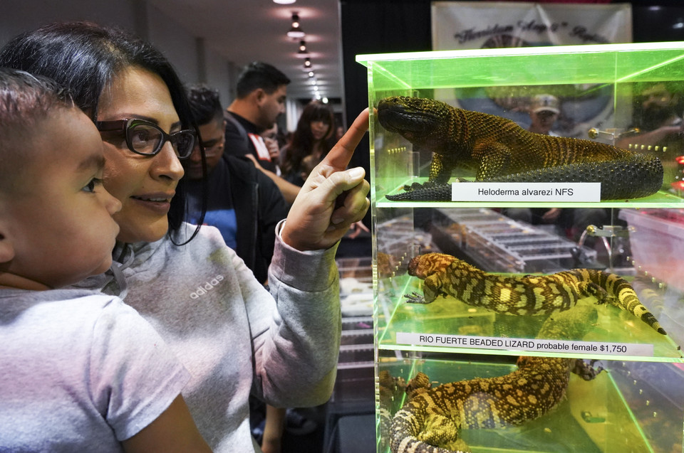 Các loài động vật bò sát được trưng bày tại Triển lãm siêu bò sát. (Ảnh: THX/ TTXVN)