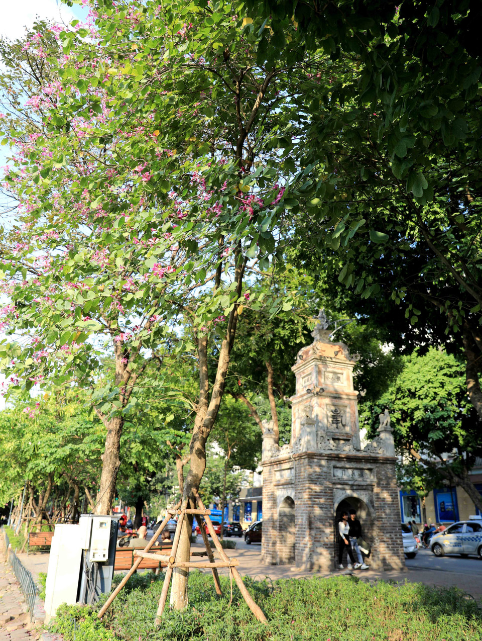 Cây ban tím khoe sắc cạnh tháp Hòa Phong. (Ảnh: Nhật Anh/TTXVN)