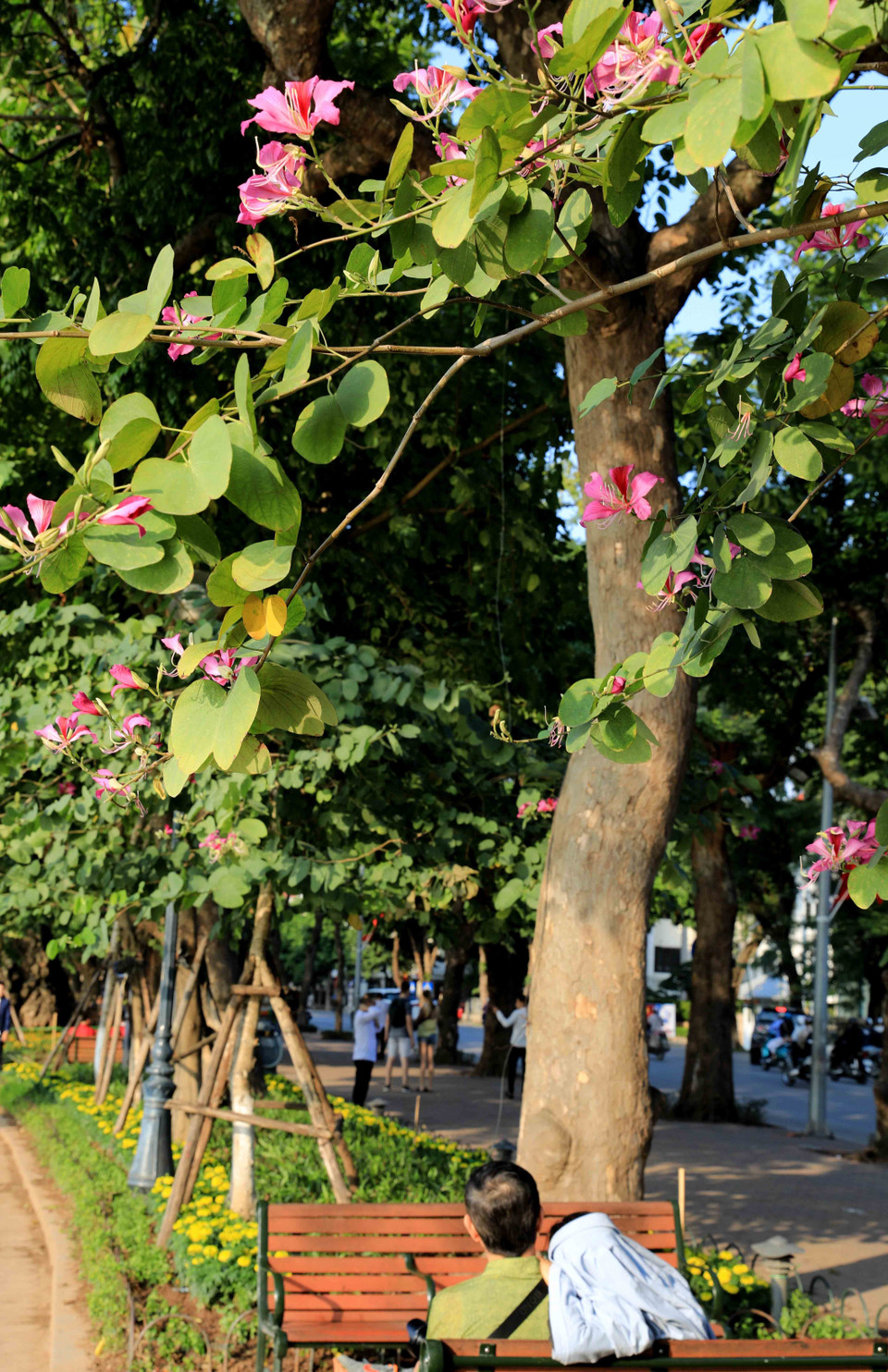 Người dân thưởng lãm mùa hoa ban tím ven hồ Gươm. (Ảnh: Nhật Anh/TTXVN)