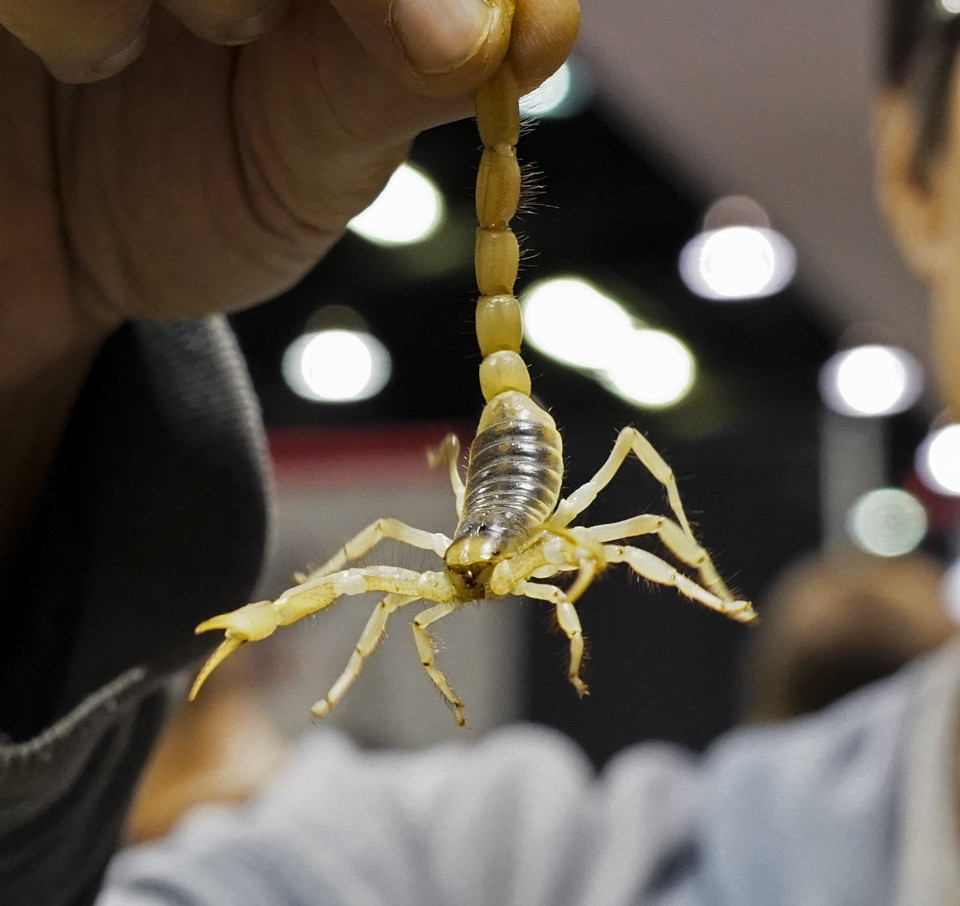 Bọ cạp được trưng bày tại Triển lãm siêu bò sát. (Ảnh: THX/ TTXVN)