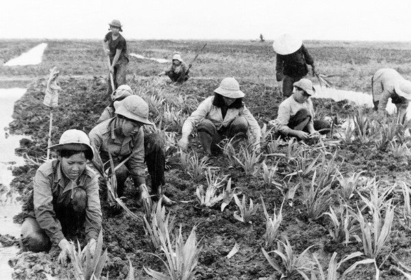 Thanh niên xung phong trồng dứa tại Nông trường Phạm Văn Hai, huyện Bình Chánh, Thành phố Hồ Chí Minh sau ngày giải phóng. (Ảnh: Tư liệu/TTXVN phát)