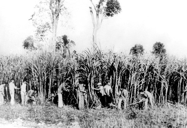 Thanh niên xung phong TP Hồ Chí Minh chăm sóc mía tại Tổng đội 4, huyện Đăk Mil, tỉnh Đắk Lắk. (Ảnh: Tư liệu/TTXVN phát)