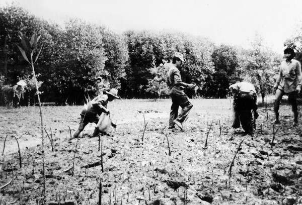 Thanh niên xung phong Thành phố Hồ Chí Minh tham gia trồng đước, khôi phục rừng ngập mặn Cần Giờ, góp phần hình thành “lá phổi xanh” của Thành phố. (Ảnh: Tư liệu/TTXVN phát)