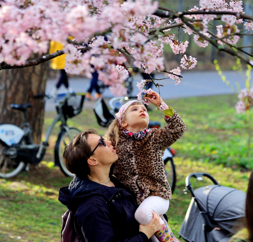 Khu vườn Nhật Bản có hàng chục gốc anh đào, được xây dựng trong công viên Bách thảo ở Moskva từ cuối thập niên 1980. (Ảnh: Trần Hiếu/TTXVN)