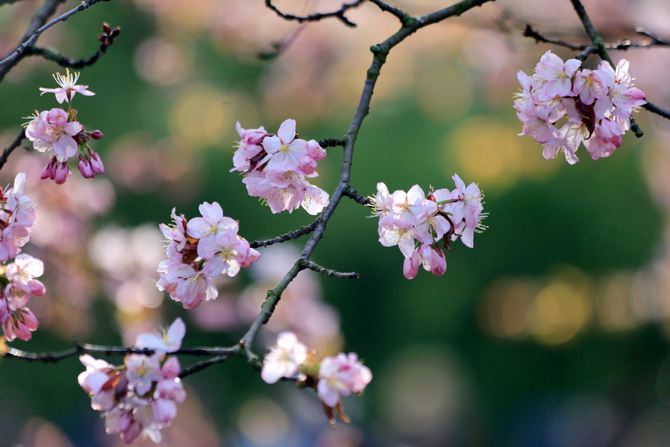 Hoa anh đào Nhật Bản bung nở trong công viên Bách thảo ở Moskva. (Ảnh: Trần Hiếu/TTXVN)