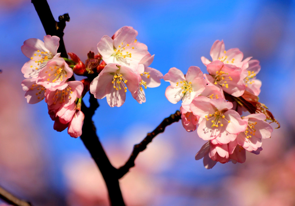 Hoa anh đào khoe sắc trong nắng xuân. (Ảnh: Trần Hiếu/TTXVN)