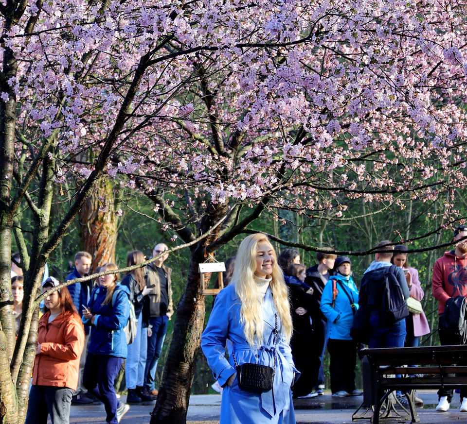 Người dân Moskva nô nức tới công viên Bách thảo ngắm hoa anh đào khoe sắc. (Ảnh: Trần Hiếu/TTXVN)