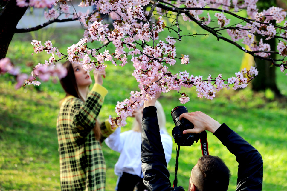 Hoa anh đào được chuyển từ Nhật Bản đến Moskva là biểu tượng của quan hệ ngoại giao Nga-Nhật. (Ảnh: Trần Hiếu/TTXVN)