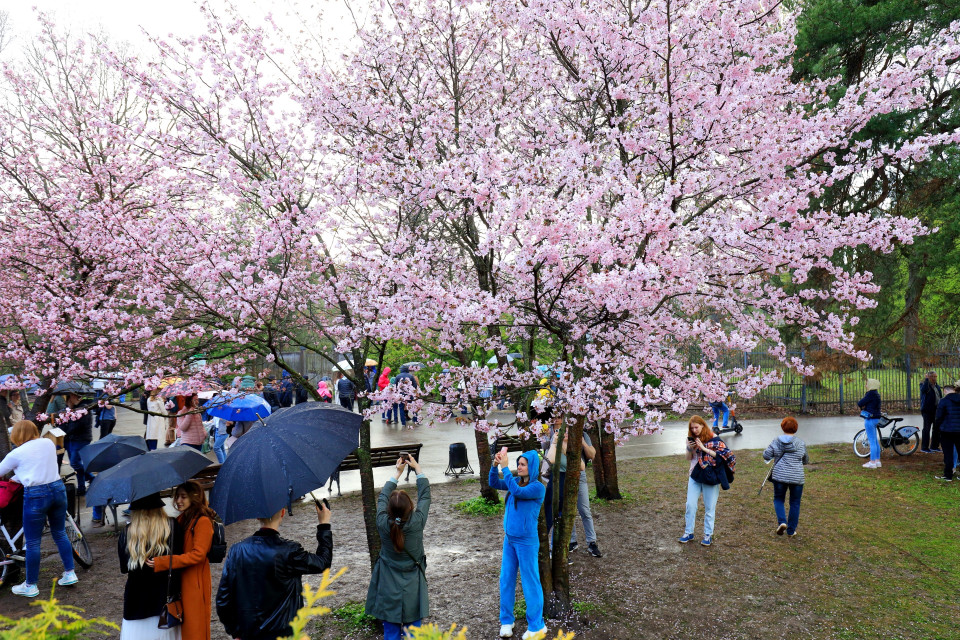 Người dân Moskva đội mưa ngắm hoa anh đào Nhật Bản bung nở. (Ảnh: Trần Hiếu/TTXVN)