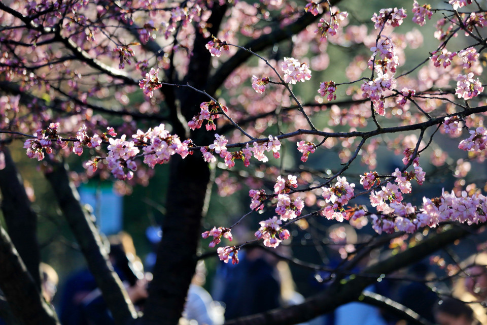 Hoa anh đào khoe sắc trong nắng xuân. (Ảnh: Trần Hiếu/TTXVN)