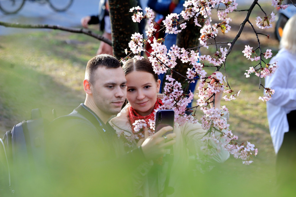 Người dân Moskva bên hoa anh đào. (Ảnh: Trần Hiếu/TTXVN)