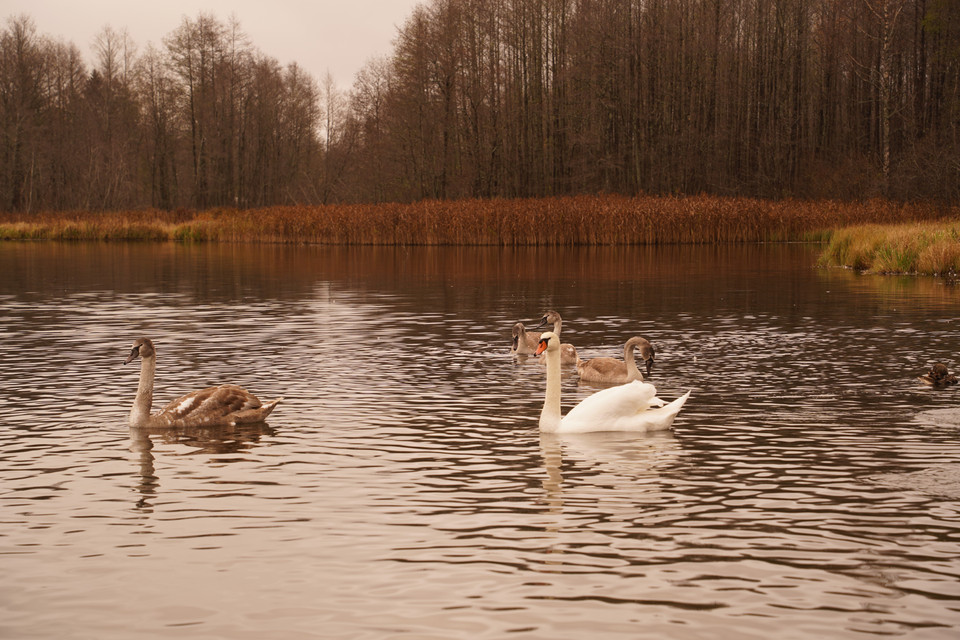 Gia đình thiên nga trên hồ Gorodishchenskoe. (Ảnh: Duy Trinh/TTXVN)