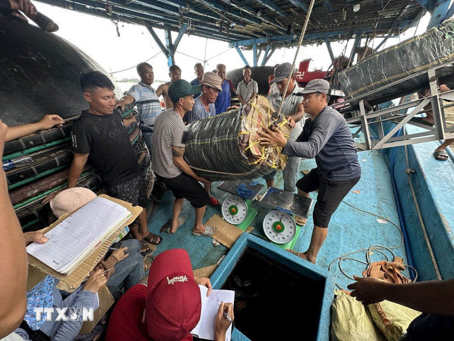 Ngư dân phấn khởi bán mực xà khô cho thương lái sau chuyến đi biển dài ngày tại cảng cá Tam Quang. (Ảnh: Đỗ Trưởng/TTXVN) ttxvn-iuu2.jpg