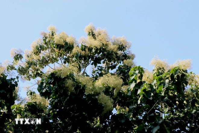 Hoa của cây Giá Tỵ (cây Báng Súng). (Ảnh: Sỹ Tuyên/TTXVN) ttxvn-bang-sung4.jpg