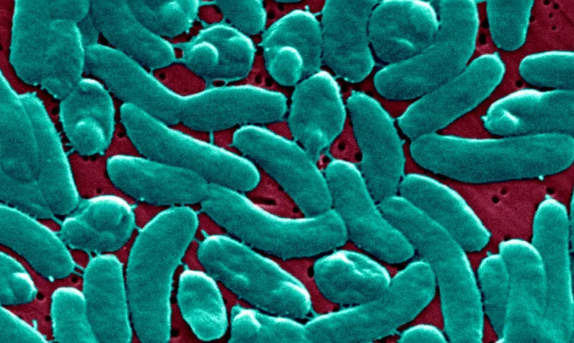 Vi khuẩn ăn thịt người Linard Lyons. (Nguồn: CNN)