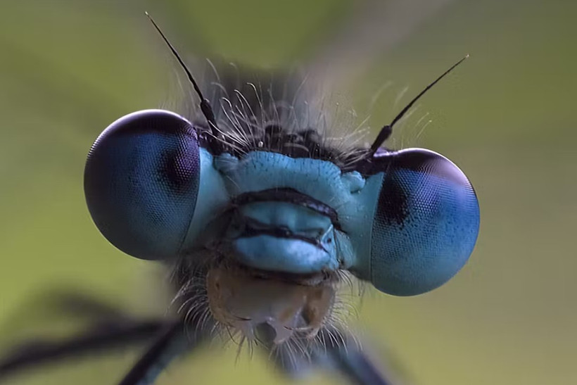 Thế giới có rất nhiều loài côn trùng, nhưng chúng ta mới chỉ biết tới một phần nhỏ trong số chúng. (Nguồn: The Coversation)