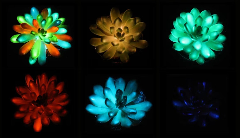 Cây sen đá phát quang đa sắc sau khi được tiêm strontium aluminate. (Nguồn: CNN)