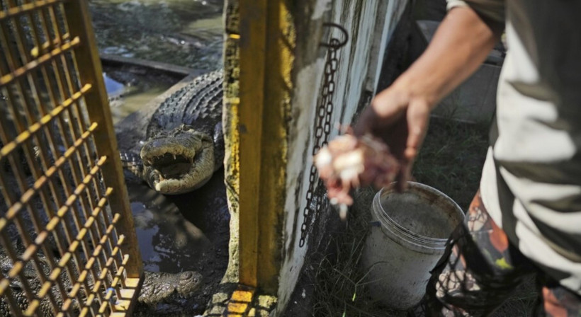 Với việc số vụ cá sấu tấn công người tăng lên, Indonesia sẽ phải tìm giải pháp để loài săn mồi này và con người có thể chung sống. (Nguồn: AP)