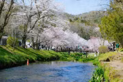 Hàng cây anh đào nở rộ tại con sông bao quanh Oshino Hakkai. (Ảnh: Xuân Giao/TTXVN)