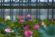 Hoa sen khoe sắc tại Đông Hồ, Vũ Hán, tỉnh Hồ Bắc, Trung Quốc, ngày 8/8/2026. (Ảnh: THX/TTXVN phát)
