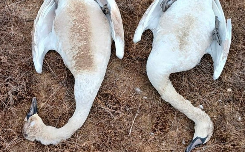 Xác thiên nga xuất hiện nhiều ở Hồ Karakol. (Nguồn Twitter)